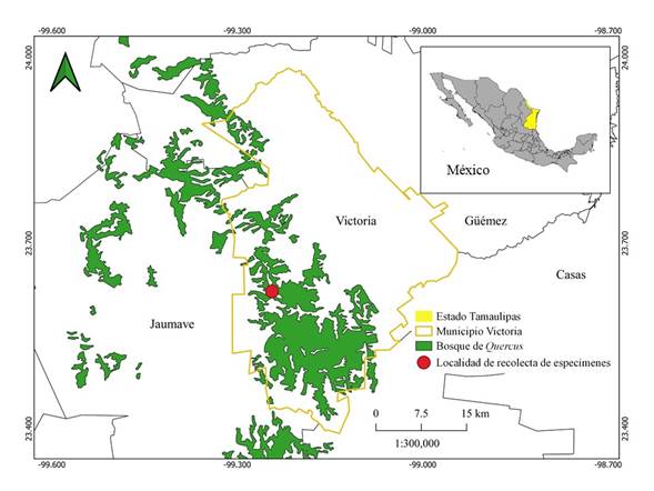 Localidad de recolecta de especímenes de Cortinarius hesleri Ammirati, Niskanen, Liimat. & Mathenyen, en Tamaulipas, México.