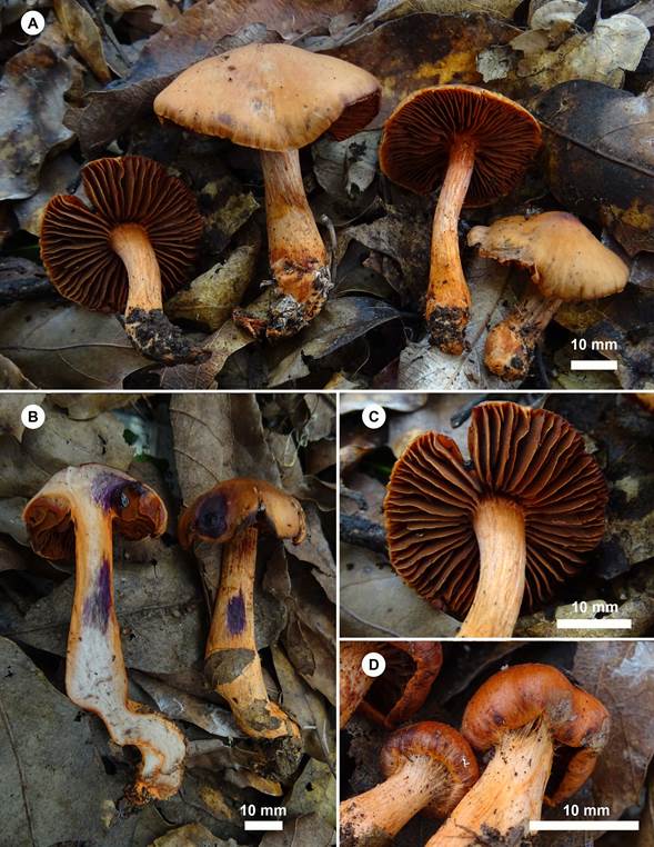 Cortinarius hesleri Ammirati, Niskanen, Liimat. & Matheny. A. basidiomas in situ; B. corte longitudinal de basidiomas y reacciones químicas color púrpura-violáceo con KOH al 5%; C. acercamiento a láminas; D. cortina a modo de restos membranosos del margen del píleo al estípite en basidiomas en desarrollo.