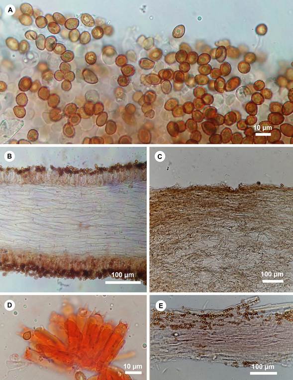 Cortinarius hesleri Ammirati, Niskanen, Liimat. & Matheny. Estructuras microscópicas. A. basidiosporas; B. trama himenoforal; C. pileipellis; D. basidios; E. estipitipellis.