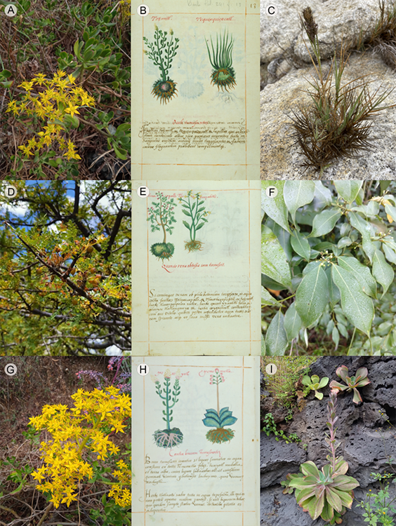 A. Sedum dendroideum DC.; B. Folium 13r; C. Distichlis spicata L.; D. Bursera bipinnata (DC.) Engl.; E. Folium 48v; F. Litsea glaucescens Kunth.; G. Sedum dendroideum DC.; H. Folium 22v; I. Echeveria gibbiflora DC.