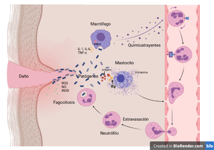 Proceso inflamatorio. Elaborado en BioRender Team (2022).