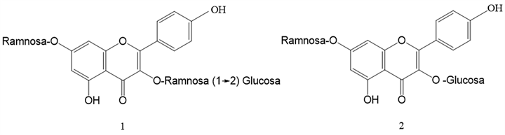 Kaempferol 3-O-neohesperidosido-7-O-α-ramnopiranosido (1) y kaempferol 3-O-β-glucopiranosido-7-O-α-ramnopiranosido (2) aislados de Sedum dendroideum DC. Elaborado en ChemDraw Professional v. 17.0 (Chemdraw Professional, 2022).