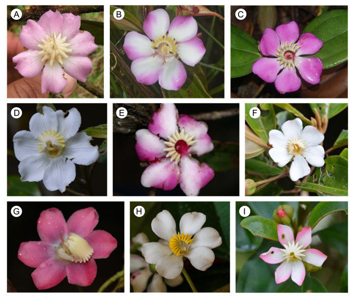 Variacin floral en especies de Blakea P. Browne de la Cordillera Oriental de Colombia. A. Blakea calyptrata Gleason; B. B. clusiifolia Gleason; C. B. cuatrecasasii Gleason; D. B. granatensis Naudin; E. B. holtonii Hochr.; F. B. lindeniana (Naudin) Triana; G. B. parasitica (Aubl.) D.Don; H. B. pyxidanthus Triana; I. B. spruceana Cogn. Crditos: H. Mendoza (A, C, E, F, G); D. Sann (B); N. Garca (D, I); M. Posada (H).