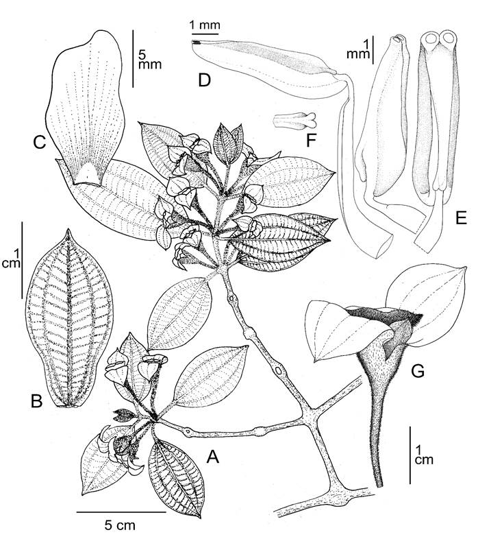 Blakea reflexa Humberto Mend. & Urrea. A. rama florfera; B. bractola floral externa; C. ptalo; D. estambre en vista lateral; E. antera en vista lateral y ventral; F. apndice conectival en vista dorsal; G. fruto joven. A-G. H. Mendoza et al. 21767 (FMB). Elaborado por Humberto Mendoza-Cifuentes.
