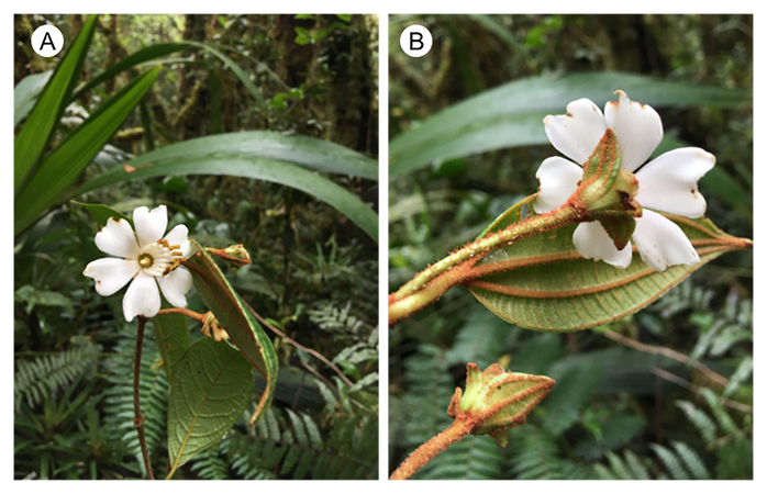 Blakea reflexa Humberto Mend. & Urrea. A. rama florfera; B. flor en vista abaxial. Crditos: B. Villanueva (A, B).