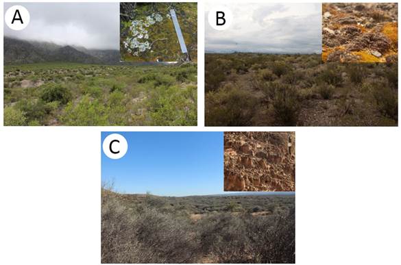 Photographs of the different biocrusts found in the three studied sites in central-western Argentina. A. semi-arid site; B. arid site; C. hyper-arid site. Author: Ana Laura Navas Romero.