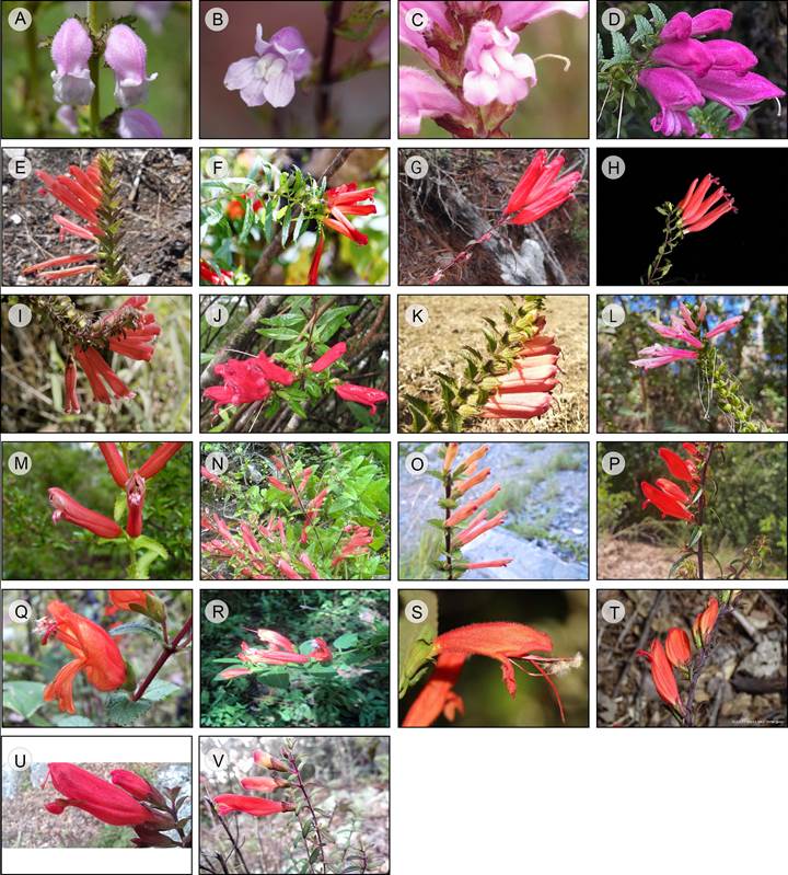 Diversity of the Lamourouxia Kunth species. Section Adelphidion W.R. Ernst: A. Lamourouxia brachyantha Greenm. (Naturalista, 2023a); B. Lamourouxia dasyantha (Cham. & Schltdl.) W.R. Ernst (Naturalista, 2023b); C. Lamourouxia sylvatica Kunth (Naturalista, 2023c); D. Lamourouxia virgata Kunth (Naturalista, 2023d). Section Hemispadon Benth.: E. Lamourouxia avendanoi Franc.Gut. (Naturalista, 2023e); F. Lamourouxia barbata (Bertol.) MacVean, Cristof., T.F. Daniel & Baldini (Naturalista, 2023f); G. Lamourouxia dispar W.R. Ernst (Naturalista, 2023g); H. Lamourouxia gracilis B.L. Rob.; I) Lamourouxia gutierrezii Oerst. (Naturalista, 2023i); J. Lamourouxia integerrima Donn.Sm. (Naturalista, 2023j); K. Lamourouxia nelsonii B.L. Rob & Greenm. (Naturalista, 2023k); L. Lamourouxia pacifica Franc.Gut.; M. Lamourouxia rhinanthifolia Kunth (Naturalista, 2023m); N. Lamourouxia smithii B.L. Rob. & Greenm. (Naturalista, 2023n); O. Lamourouxia viscosa Kunth (Naturalista, 2023o). Section Lamourouxia: P. Lamourouxia longiflora Benth. (Naturalista, 2023p); Q. Lamourouxia macrantha M. Martens & Galeotti; R. Lamourouxia ovata M. Martens & Galeotti (Naturalista, 2023r); S. Lamourouxia xalapensis Kunth (Naturalista, 2023s); T. Lamourouxia multifida Kunth (Naturalista, 2023t); U. Lamourouxia pringlei B.L. Rob. & Greenm. (Naturalista, 2023u); V. Lamourouxia zimapana B.L. Turner (Naturalista, 2023v) (Photographic credits: Table S1).