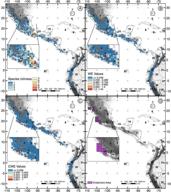 Maps of Lamourouxia Kunth species richness and endemism areas based on the biogeographic regionalization of Morrone (2014). A. species richness; B. weighted Endemism: C. corrected Weighted Endemism; D. areas of endemism. Biogeographic provinces with Lamourouxia Kunth species: 0) Nearctic region (it includes Tamaulipan and Chihuahuan Desert of Mexican regionalization of Morrone et al., 2017), 1) Sierra Madre Occidental, 2) Sierra Madre Oriental, 3) Trans-Mexican Volcanic Belt, 4) Sierra Madre del Sur, 5) Chiapas Highlands, 13) Pacific Lowlands, 14) Balsas Basin, 15) Veracruzan, 17) Mosquito, 18) Guatuso-Talamanca, 19) Puntarenas-Chiriqu, 24) Magdalena, 26) Cauca, 28) Western Ecuador, 39) Yungas, 48) Pramo, 49) Desert, 50) Puna.