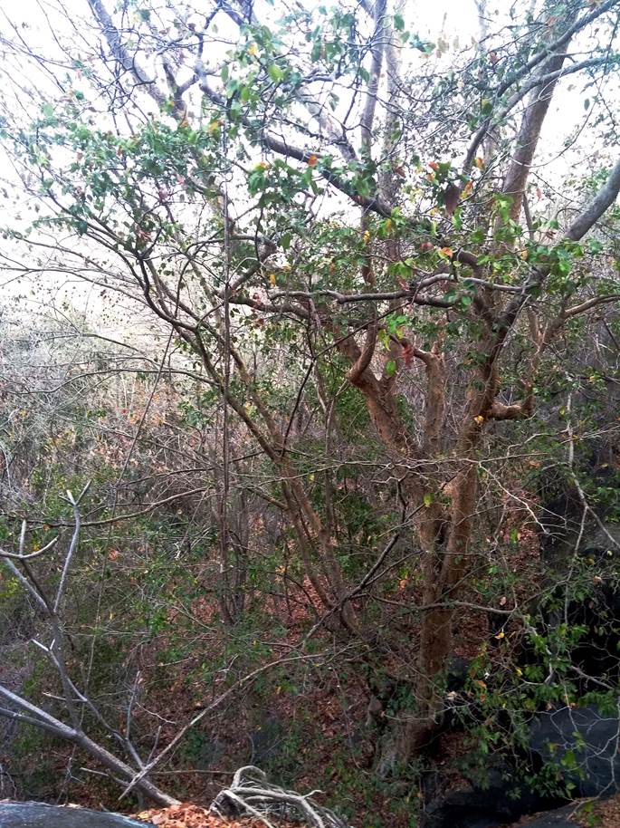 Ejemplar adulto de Peltogyne mexicana Martínez seleccionado como fuente semillera en la localidad de Tierra Colorada, municipio Juan R. Escudero, Guerrero, México.