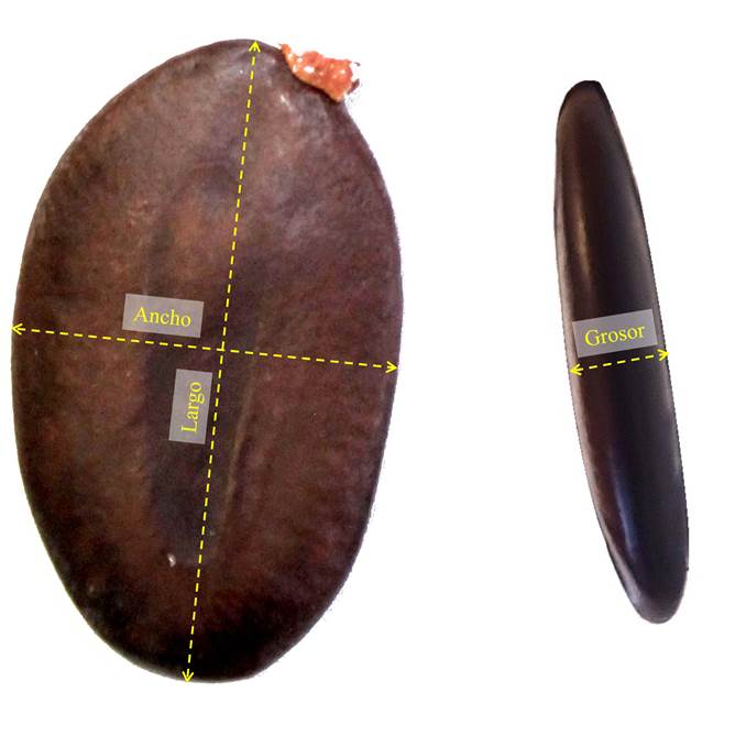 Rasgos morfológicos evaluados en semillas de Peltogyne mexicana Martínez en la localidad de Tierra Colorada, municipio Juan R. Escudero, Guerrero, México.