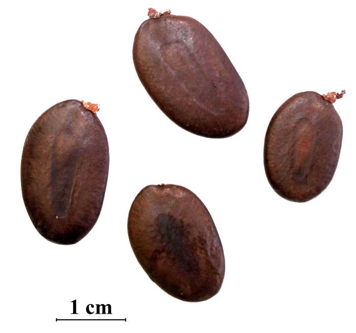 Morfología externa de semillas de Peltogyne mexicana Martínez en la localidad de Tierra Colorada, municipio Juan R. Escudero, Guerrero, México.