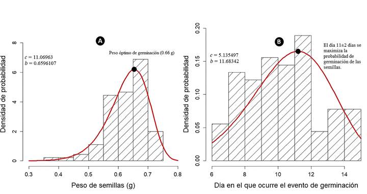 A. distribución de la probabilidad de germinación/emergencia en función del peso de la semilla; B. distribución de la probabilidad de los días en el que ocurre el evento de germinación/emergencia de Peltogyne mexicana Martínez estimados a partir del ajuste del modelo de Weibull. En ambas gráficas c es el parámetro de forma y b es el parámetro de escala.