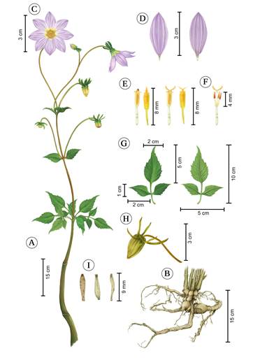 Dahlia gypsicola J. Reyes, Ortiz-Brunel & Art. Castro. A. complete branch; B. rhizome and tuberous roots; C. frontal and lateral view of a head and involucre; D. dorsal and ventral view of ray florets; E. disc floret variations; F. androecium and gynoecium details; G. adaxial and abaxial views of leaf; H. fruiting head; I. dorsal and ventral views of cypselae. Illustrated by Ariadna Arenas and Brenda A. Guerrero Rivera.