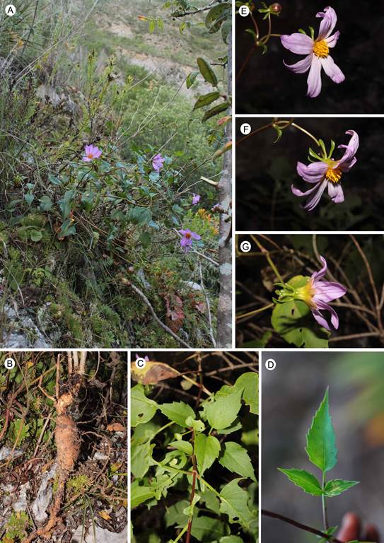 Dahlia gypsicola J. Reyes, Ortiz-Brunel & Art. Castro. A. habit and habitat; B. rootstock and thickened roots; C-D. simple and trifoliate leaves; E-G. capitulum from various angles. Photographs by Arturo Castro-Castro.