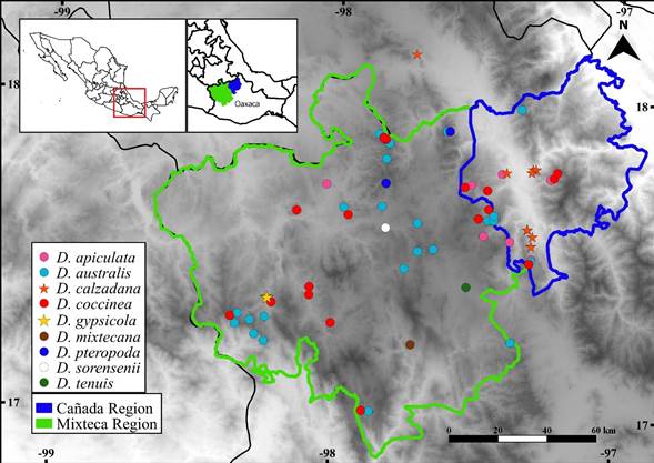 Distribution of Dahlia sect. Dahlia in the Ca&ntilde;ada and Mixteca regions of Oaxaca, Mexico. Biocultural regionalization based on Carrillo Gonz&aacute;lez and Ram&iacute;rez Alc&aacute;ntara (2013) and Ordo&ntilde;ez (2000).