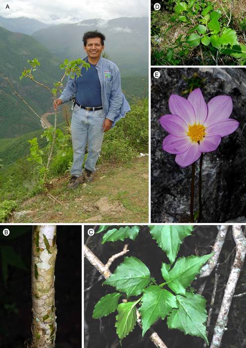 Dahlia calzadana Villase&ntilde;or & Redonda-Mart. A. habit and habitat; B. succulent stem; C-D. individuals with simple and trifoliate leaves; E. front view of a head. Photographs by Mar&iacute;a de los Angeles Isla-Luna (A) and Jer&oacute;nimo Reyes-Santiago (B-E).