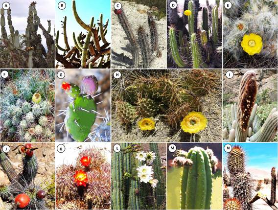 A. Armatocereus mataranus subsp. ancashensis (F. Ritter) Ostolaza; B. Browningia candelaris (Meyen) Britton & Rose; C. Corryocactus aureus Meyen; D. Corryocactus brevistylus Britton & Rose; E. Austrocylindropuntia floccosa (Salm-Dyck) F. Ritter; F. Cumulopuntia ignescens (Vaupel) F. Ritter; G. Opuntia macbridei Britton & Rose; H. Tunilla soehrensii (Britton & Rose) D.R. Hunt & Iliff; I. Espostoa lanata subsp. ruficeps (F. Ritter) G.J. Charles; J. Haageocereus platinospinus (Werderm. & Backeb.) Backeb.; K. Lobivia maximiliana subsp. westii (Hutchison) Rausch ex G.D. Rowley; L. Trichocereus cuzcoensis Britton & Rose; M. Trichocereus santaensis Rauh & Backeb.; N. Weberbauerocereus weberbaueri (K. Schum. ex Vaupel) Backeb., procedentes de Per&uacute; en los departamentos Ancash, Apur&iacute;mac, Arequipa y Hu&aacute;nuco.