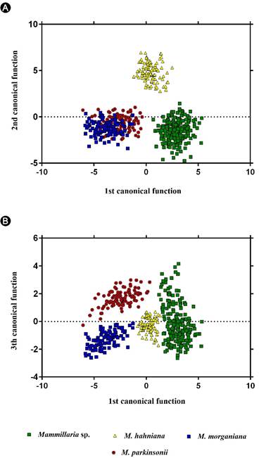 Gr&aacute;fica de las funciones can&oacute;nicas para cuatro taxones de Mammillaria Haw. ser. Leucocephalae (Lem.) Schum.: A. primera y segunda funci&oacute;n can&oacute;nica; B. primera y tercera funci&oacute;n can&oacute;nica.