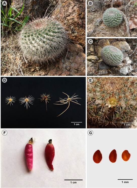 Mammillaria ariasii U. Guzm&aacute;n & D. Aquino, sp. nov. (D. Aquino et al. 510 (MEXU)). A-C. vista general del tallo; D. disposici&oacute;n y variaci&oacute;n de las espinas centrales y radiales; E. flor; F. frutos; G. semillas. Fotograf&iacute;as de D. Aquino.