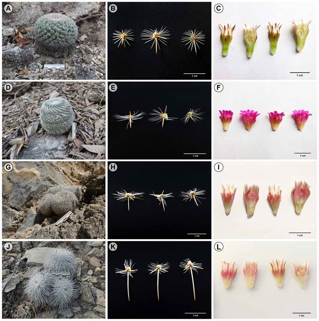 Comparaci&oacute;n morfol&oacute;gica entre cuatro especies de Mammillaria ser. Leucocephalae (Lem.) Schum. A-C. Mammillaria ariasii U. Guzm&aacute;n & D. Aquino (D. Aquino et al. 510 (MEXU)); D-F. Mammillaria hahniana Werderm. (D. Aquino et al. 522 (MEXU)); G-I. Mammillaria morganiana Tiegel (D. Aquino et al. 523 (MEXU)); J-L. Mammillaria parkinsonii Ehrenb. (D. Aquino et al. 525 (MEXU)). Fotograf&iacute;as de D. Aquino.