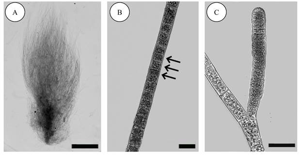 A-C. Feldmannia mitchelliae (Harvey) H.-S. Kim. A. habit; B. intercalary meristem (arrows); C. plurilocular gametangium. Scale bars: A=2 mm, B=20 &micro;m, C=50 &micro;m.