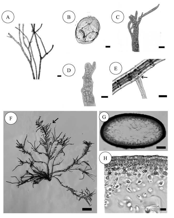A-E. Melanothamnus sphaerocarpus (B&oslash;rgesen) D&iacute;az-Tapia & Maggs. A. habit, showing dichotomous and pseudodichotomous branching; B. transverse section of thallus showing four pericentral cells; C. apical portion with trichoblast; D. apical portion showing primordial arrangement; E. prostrate axis with rhizoid cut off from pericentral cells (arrow); F-H. Agardhiella ramosissima (Harvey) Kylin. F. habit, showing opposite branching (arrow); G. transverse section of thallus showing compressed axis, with transverse filament in the center; H. close up transverse section of thallus showing cortical cells. Scale bars: A=100 &micro;m, B=10 &micro;m, C=50 &micro;m, D=10 &micro;m, E= 50 &micro;m, F=2 cm, G=300 &micro;m, H=10 &micro;m.