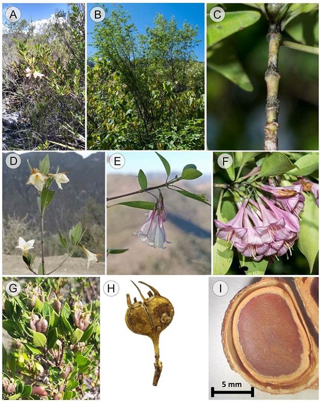 Características generales de Coutaportla Urb. A. forma de vida y hábitat de Coutaportla ghiesbreghtiana (Baill.) Urb.; B. forma de vida y hábitat de Coutaportla lorenceana Torr.-Montúfar, Ochot.-Booth & Art. Castro; C. estípulas de C. lorenceana; D. flores de C. ghiesbreghtiana; E. flores de Coutaportla helgae Pío-Léon, Torr.-Montúfar & H. Ávila; F. flores de C. lorenceana; G. frutos de C. ghiesbreghtiana; H. fruto de Coutaportla guatemalensis (Standl.) Lorence; I. semilla de C. guatemalensis. Fotografías por Manuel Gutiérrez (A), Arturo Castro (B-C, F), Alejandro Torres (D, G-I), Fernando Pío (E).