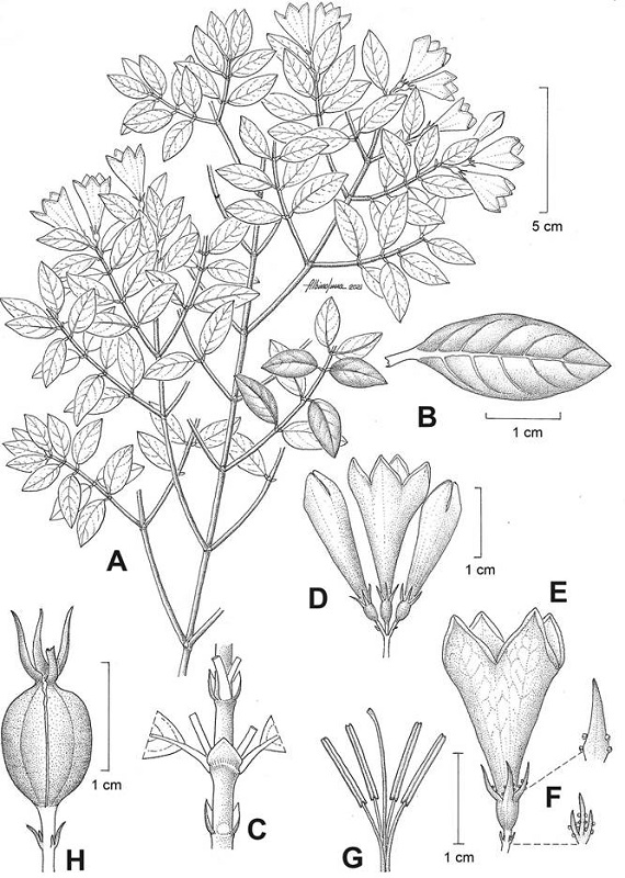 Coutaportla ghiesbreghtiana (Baill.) Urb. A. rama fértil; B. detalle hoja; C. detalle estípula; D. inflorescencia; E. flor; F. coléteres en cáliz; G. androceo y gineceo; H. fruto. Ilustrador: Albino Luna con base en D. H. Lorence 4147 (MEXU) y A. García-Mendoza 1161 (MEXU).