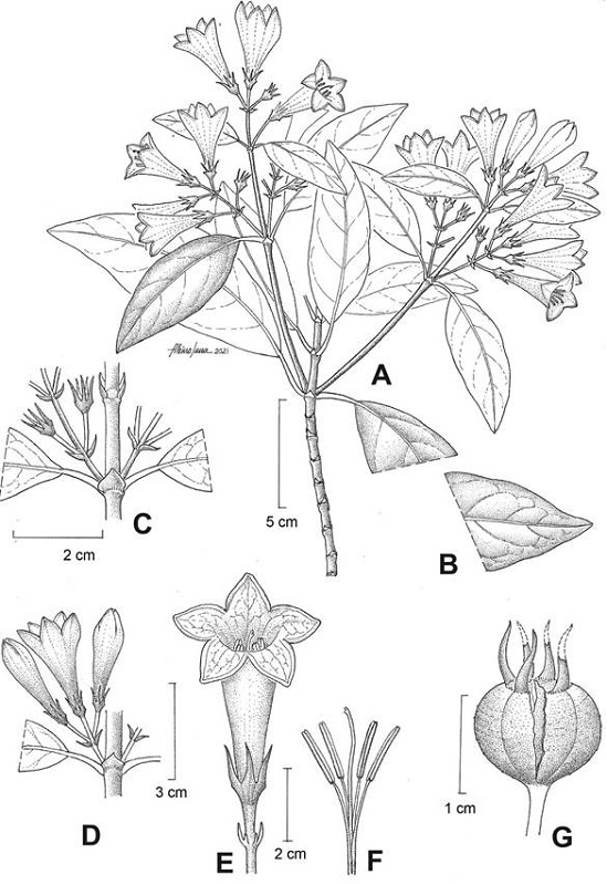 Coutaportla guatemalensis (Standl.) Lorence. A. rama fértil; B. detalle hoja; C. detalle estípula; D. inflorescencia; E. flor; F. androceo y gineceo; G. fruto. Ilustrador: Albino Luna con base en W. D. Stevens 25474 (MEXU) y D. E. Breedlove 35193 (MEXU).