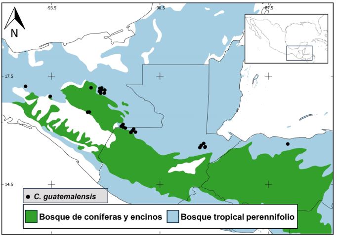 Mapa de distribución por tipo de vegetación de Coutaportla guatemalensis (Standl.) Lorence.