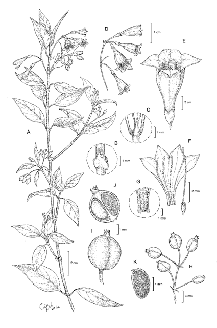 Coutaportla helgae Pío-Léon, Torr.-Montúfar & H. Ávila. A. rama fértil; B-C. estípulas; D. inflorescencia; E. flor; F. corola abierta con detalles del androceo y gineceo; G. detalle de la base interna de la corola; H. frutos; I. detalle del fruto; J. corte longitudinal del fruto mostrando ovario y semilla; K. detalle de la semilla. Ilustradora: Ericka Belén Cortez con base en J. F.Pío-León y J. Beltrán 289 (FESC). Publicada previamente por Pío-León et al. (2023).