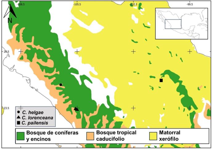 Mapa de distribución por tipo de vegetación de Coutaportla helgae Pío-Léon, Torr.-Montúfar & H. Ávila (círculo), Coutaportla lorenceana Torr.-Montúfar, Ochot.-Booth & Art. Castro (triángulo), Coutaportla pailensis Villarreal (cuadrado).