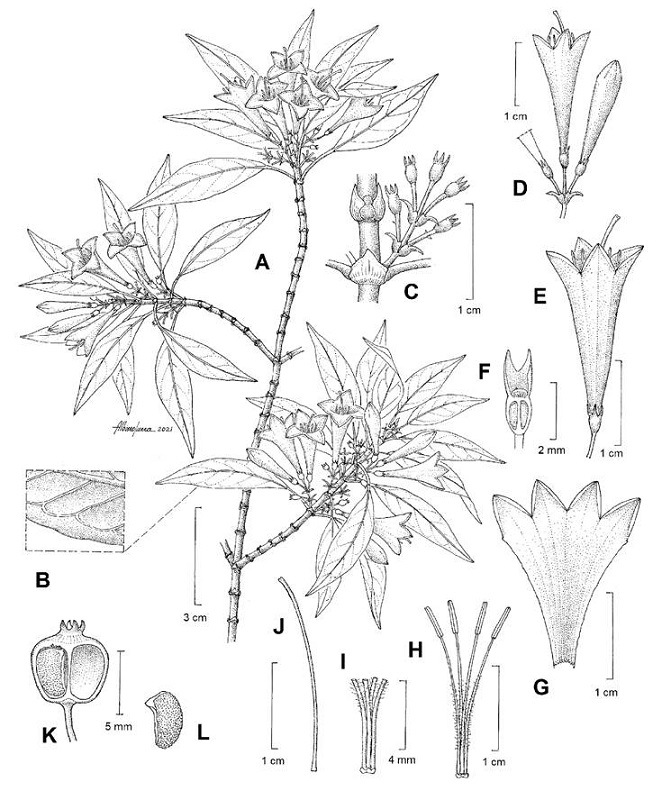 Coutaportla lorenceana Torr.-Montúfar, Ochot.-Booth & Art. Castro. A. rama fértil; B. detalle hoja; C. detalle estípula; D. inflorescencia; E. flor; F. vista longitudinal del ovario; G. vista longitudinal de la corola; H-I. androceo; J. gineceo; K. corte longitudinal del fruto mostrando ovario y semilla; L. semilla. Ilustrador: Albino Luna con base en A. Castro-Castro et al. 4532 (FESC) y A. Castro-Castro et al. 4695 (FESC). Publicada previamente por Torres-Montúfar et al. (2023).