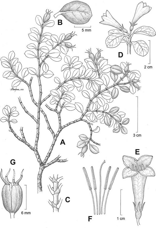 Coutaportla pailensis Villarreal. A. rama fértil; B. detalle hoja; C. detalle estípula; D. inflorescencia; E. flor; F. androceo y gineceo; G. fruto. Ilustrador: Albino Luna con base en J. A. Villarreal et al. 3305 (MEXU) y J. A. Villarreal 3063 (MEXU).