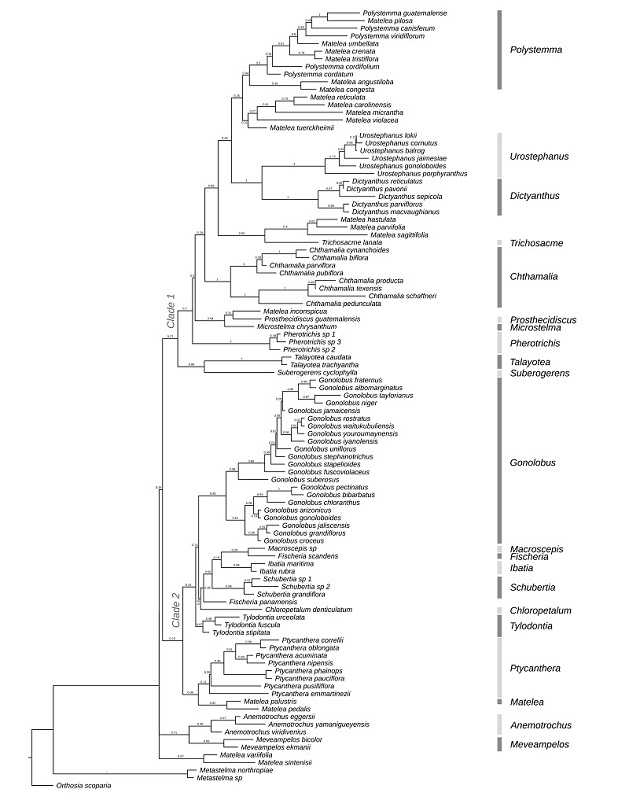 Maximum clade credibility phylogeny showing the phylogenetic relationship of Urostephanus B.L. Rob. & Greenm. within Gonolobinae indicating the position of the genus in the phylogeny. The numbers of the clades indicate the main clades recovered. The numbers indicate the support of branches, measured by Bayesian Posterior Probability.