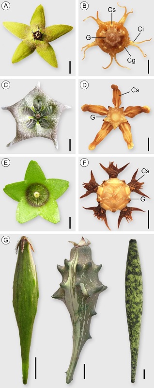 Floral and fruit morphology of representative species of Urostephanus B.L. Rob. & Greenm., Dictyanthus Decne., and Polystemma Decne. A. Urostephanus gonoloboides B.L. Rob. & Greenm., flower, bar=1 cm; B. U. gonoloboides, gynostegium and corona, bar=0.1 cm; C. Dictyanthus pavonii Decne., flower, bar=1.5 cm; D. D. pavonii, gynostegium and corona, bar=0.1 cm; E. Polystemma viridiflorum Decne., flower, bar=1.5 cm; F. Polystemma mirandae Lozada-Pérez, gynostegium and corona, bar=0.5 cm; G. from left to right, fruit of U. porphyranthus (Standl.) Gonz.-Martínez, Lozada-Pérez & L.O. Alvarado (image of Katya Romero Soler), D. asper (Mill.) W.D. Stevens, and P. guatemalense (Schltr.) W.D. Stevens, bar=1 cm. Cg=cyathiform gynostegial corona; Ci=interstaminal corona; Cs=staminal corona; G=gynostegium.