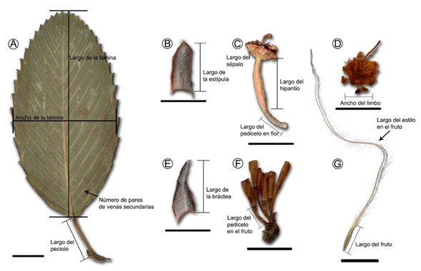 Algunos caracteres morfológicos cuantitativos incluidos en los Análisis Discriminantes Canónicos. Las flechas y líneas indican cómo se midió cada carácter. A. hoja de Cercocarpus macrophyllus C.K. Schneid.; B. estípula de Cercocarpus sp. 1; C. flor de C. mojadensis C.K. Schneid.; D. limbo de Cercocarpus sp. 1; E. bráctea de Cercocarpus sp. 1; F. inflorescencia de Cercocarpus sp. 2; G. fruto de C. macrophyllus C.K. Schneid. Escala: 1 cm en A, F, G y 0.5 cm en B-E.