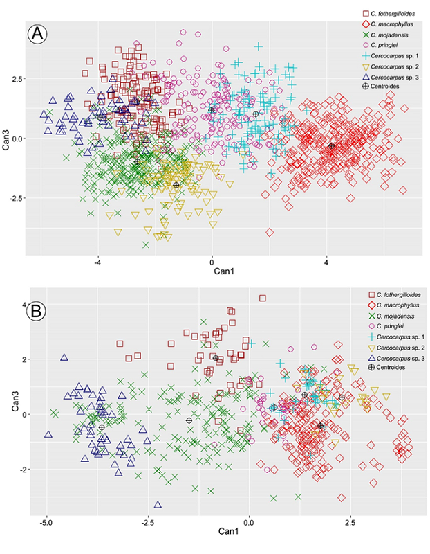 Figura que muestra las gráficas de los ADCs. A. primera y tercera función del ADC de los caracteres morfológicos; B. primera y tercera función del ADC de los caracteres anatómicos. Abreviaciones. Can1=primera función canónica. Can3=tercera función canónica.
