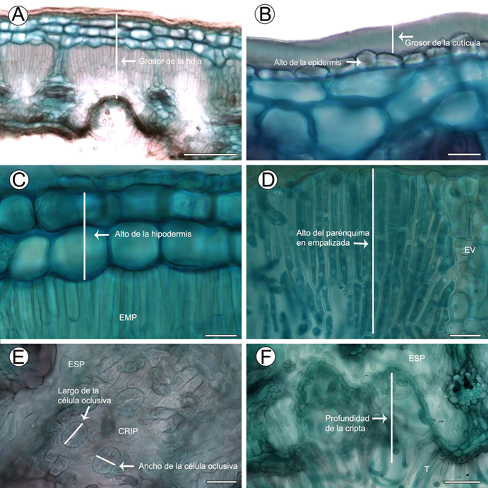 Caracteres anatómicos cuantitativos incluidos en los Análisis Discriminantes Canónicos. Las flechas y líneas indican cómo medimos cada carácter. A. hoja de Cercocarpus macrophyllus C.K. Schneid.; B. detalle de la cutícula y epidermis de Cercocarpus pringlei (C.K. Schneid.) Rydb.; C. hipodermis de C. mojadensis C.K. Schneid.; D. parénquima en empalizada de C. macrophyllus C.K. Schneid.; E. aparatos estomáticos de C. fothergilloides Kunth; F. cripta de C. fothergilloides. Abreviaciones. EMP=parénquima en empalizada. ESP=parénquima esponjoso. EV=extensión de la vaina. CRIP=cripta. T=tricomas. Escala: 100 μm en A, 20 μm en B-E, 50 μm en F.