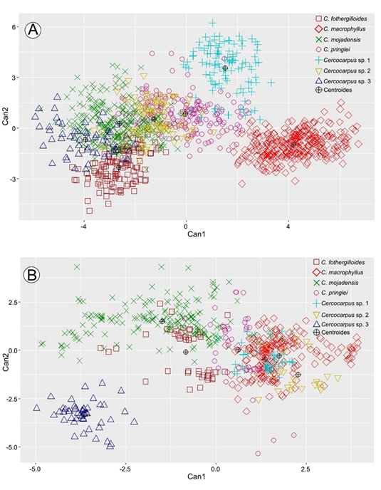 Gráficas de los Análisis Discriminantes Canónicos. A. dos primeras funciones del ADC de los caracteres morfológicos; B. dos primeras funciones del ADC de los caracteres anatómicos. Abreviaciones. Can1=primera función canónica. Can2=segunda función canónica.