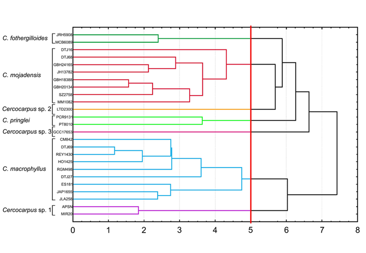 Dendrograma obtenido mediante el UPGMA que combina los caracteres cuantitativos morfológicos y anatómicos, además de caracteres cualitativos del complejo Cercocarpus fothergilloides Kunth. El análisis distingue siete especies al hacer un corte de cinco Distancias Euclidianas (línea roja).