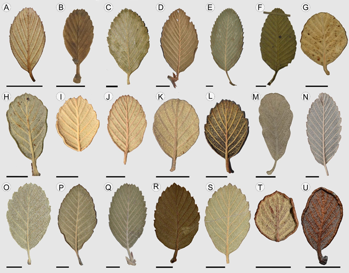 Variación foliar del complejo Cercocarpus fothergilloides. A-B. Cercocarpus fothergilloides Kunth; C-F. C. macrophyllus C.K. Schneid.; G-L. C. mojadensis C.K. Schneid.; M-O. C. pringlei (C.K. Schneid.) Rydb.; P-Q. Cercocarpus sp. 1.; R-S. Cercocarpus sp. 2.; T-U. Cercocarpus sp. 3. Escala: 1 cm.