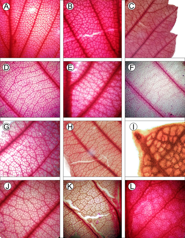 Fragmentos de hojas aclaradas mostrando las características de la arquitectura foliar del complejo C. fothergilloides. A-B. C. fothergilloides Kunth; C-D. C. macrophyllus C.K. Schneid.; E-F. C. mojadensis C.K. Schneid.; G-H. C. pringlei (C.K. Schneid.) Rydb.; I-J. Cercocarpus sp. 1; K. Cercocarpus sp. 2; L. Cercocarpus sp. 3.