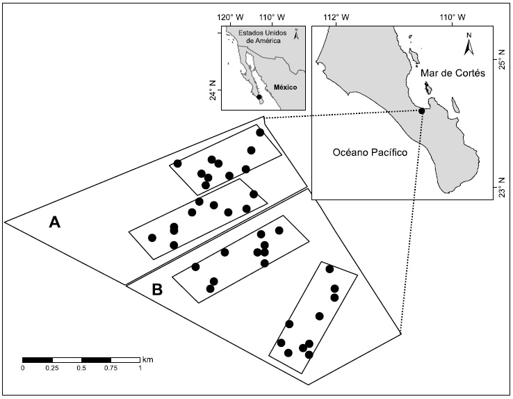 Localizaci�n geogr�fica del �rea de estudio en la Bah�a de La Paz, l�mite sur del Desierto Sonorense en la pen�nsula de Baja California Sur, M�xico. Se muestra el �rea con presencia de ganado (A) y de exclusi�n (B), las dos parcelas de 30 ha delimitadas en cada �rea y los transectos de 50 � 2 m realizados (10 transectos por parcela).