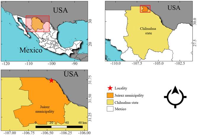 Collection location of Pleurotus cystidiosus O.K. Miller, specimens in Chihuahua, Mexico.