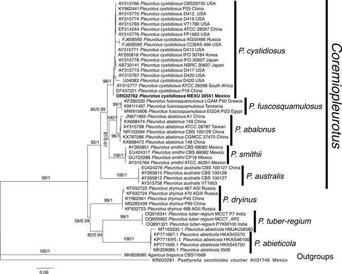 Phylogram of Bayesian inference (BI) tree from the ITS sequence data of 50 specimens. The numbers above branches represent Bootstrap Values (BS) for Maximum Likelihood and Bayesian Posterior Probabilities (PP), respectively. The scale bar represents the expected number of nucleotide substitutions per site. The sequence obtained in this study is in bold. Accession numbers of GenBank (2024) are indicated in each sequence.