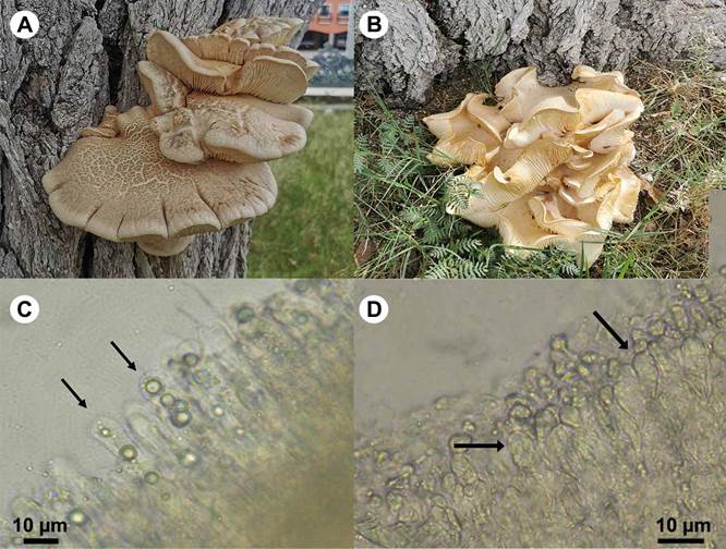 Pleurotus cystidiosus O.K. Miller, teleomorph. A. basidiome on an Ulmus sp. trunk; B. basidiome on the base of an Ulmus L. tree; C. pleurocystidia; D. cheilocystida.