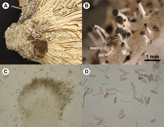 Pleurotus cystidiosus O.K. Miller, anamorph. A. coremia on basidiome; B. polyphocal microscopy of coremia on PDA; C. coremia in light microscopy; D. artrospores in light microscopy.