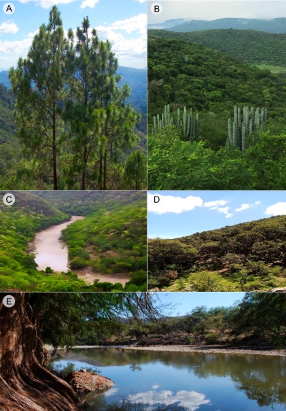 Tipos de vegetaci�n en la Reserva de la Biosfera Sierra de Huautla, Morelos, M�xico. A. Pinus oocarpa Schiede ex Schltdl. en el bosque mixto de Quercus-Pinus; B. bosque tropical caducifolio; C. bosque tropical caducifolio y el r�o Amacuzac; D. bosque de Quercus; E. vegetaci�n acu�tica y subacu�tica con la base de un �rbol de Taxodium mucronatum Ten.