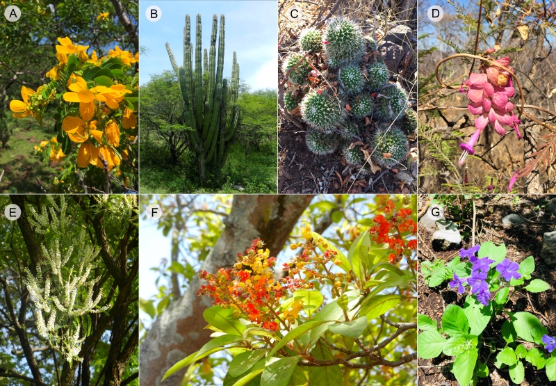 Algunas especies representativas de la Reserva de la Biosfera Sierra de Huautla, Morelos, M�xico. A. Senna skinneri (Benth.) H.S. Irwin & Barneby; B. Pachycereus grandis Rose; C. Mammillaria spinosissima Lem.; D. Ipomoea bracteata Cav.; E. Eysenthardtia polystachya (Ortega) Sarg.; F. Byrsonima crassifolia (L.) Kunth; G. Ruellia intermedia Leonard.